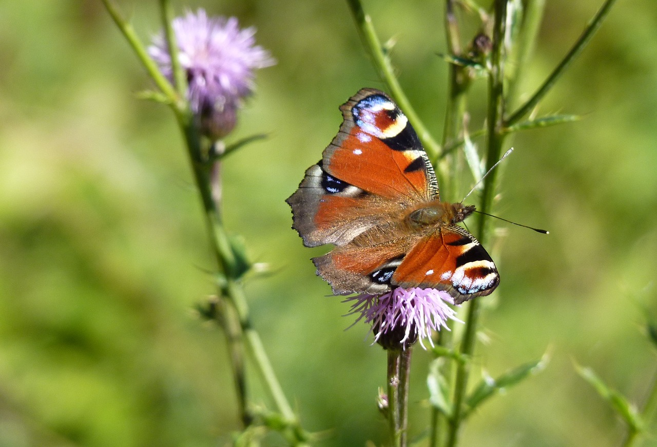 peacock butterfly flower free photo