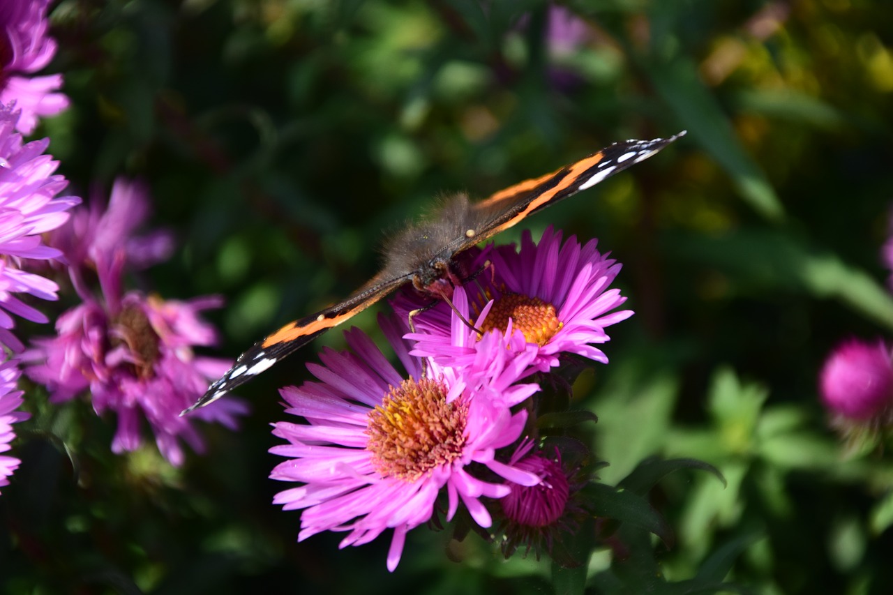 aster peacock butterfly free photo