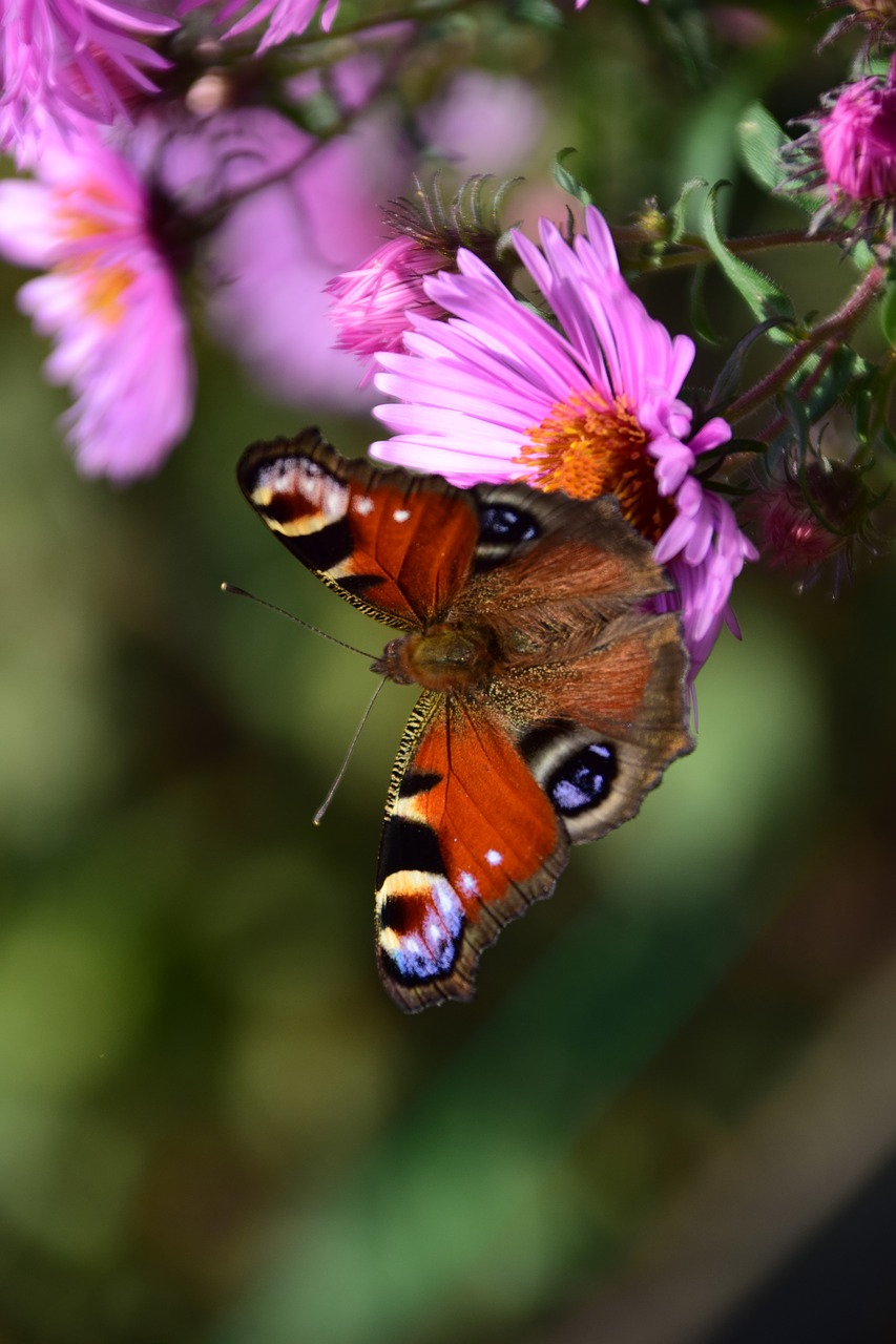 aster peacock butterfly free photo