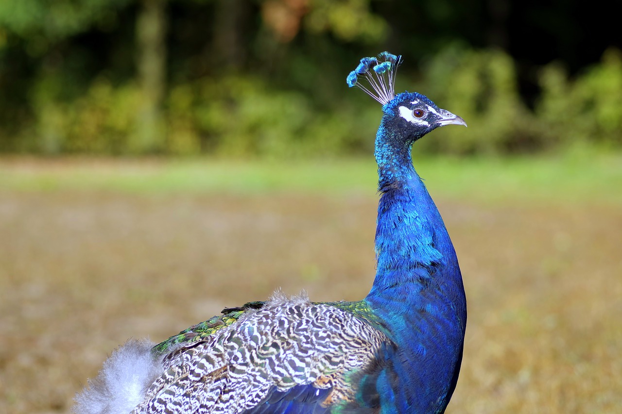peacock bird blue free photo