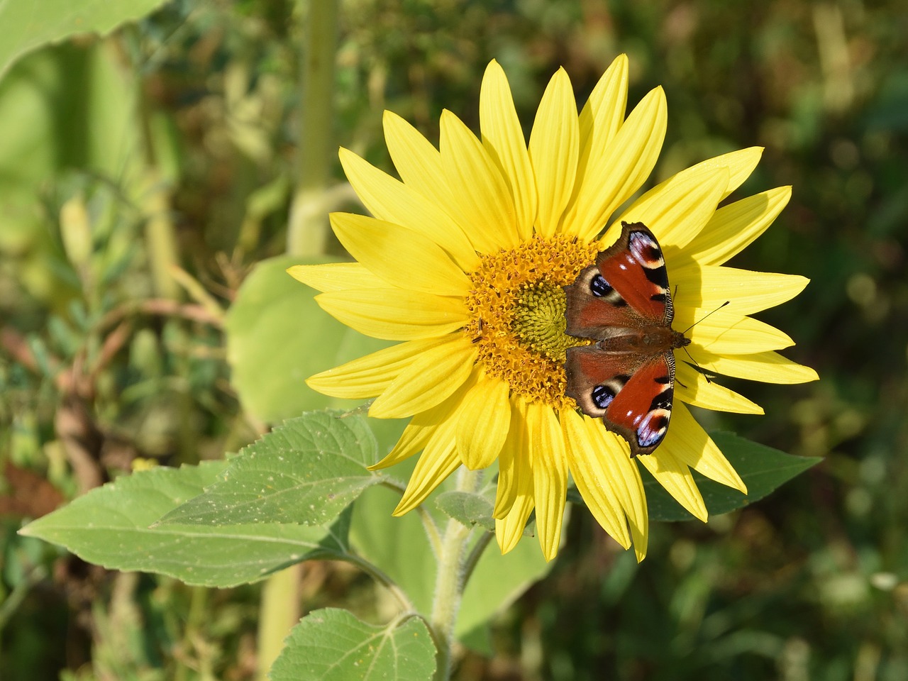 peacock butterfly colorful free photo