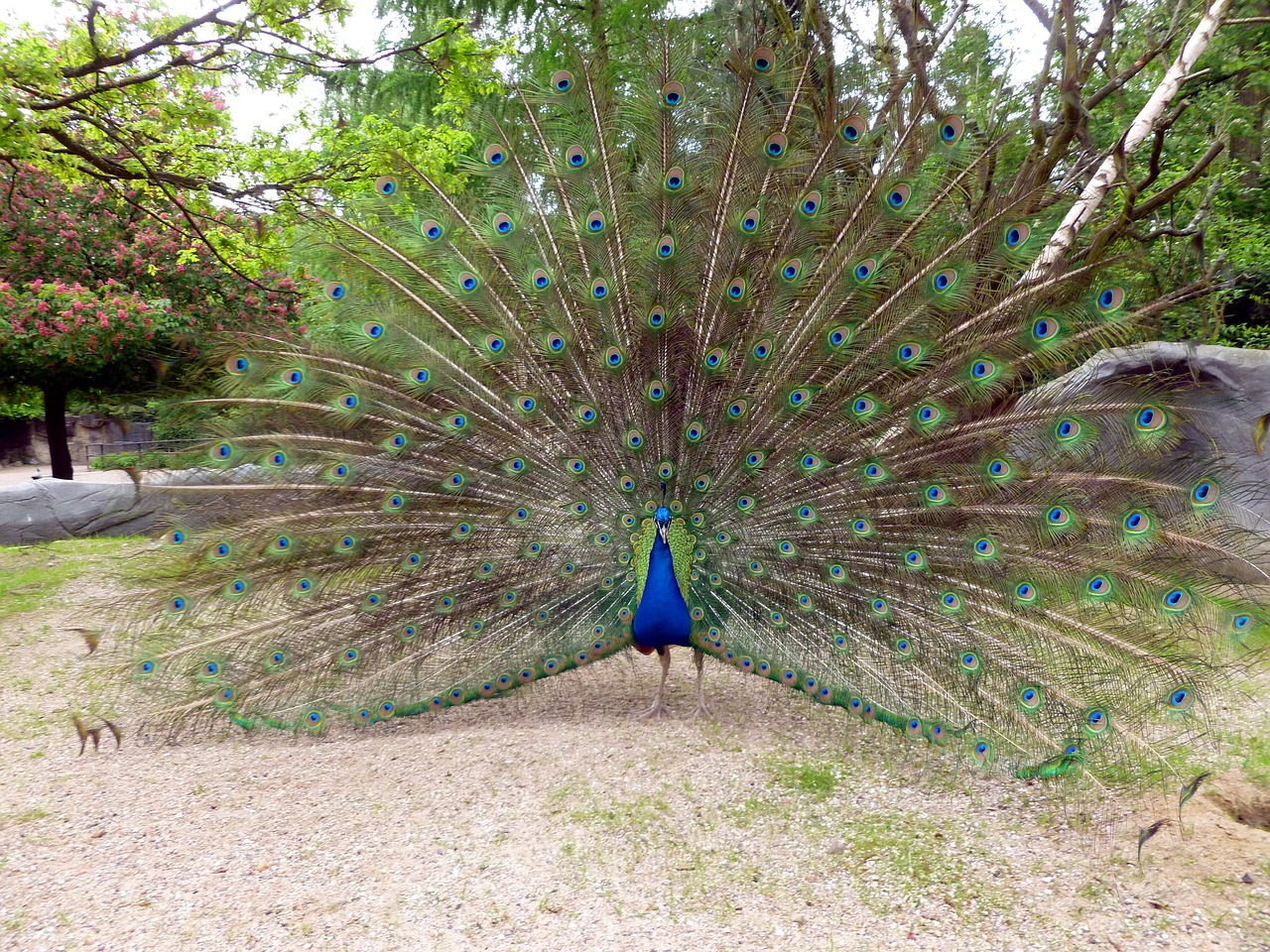 peacock peacock wheel bird free photo