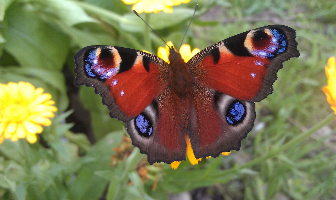 peacock butterfly inachis io free photo