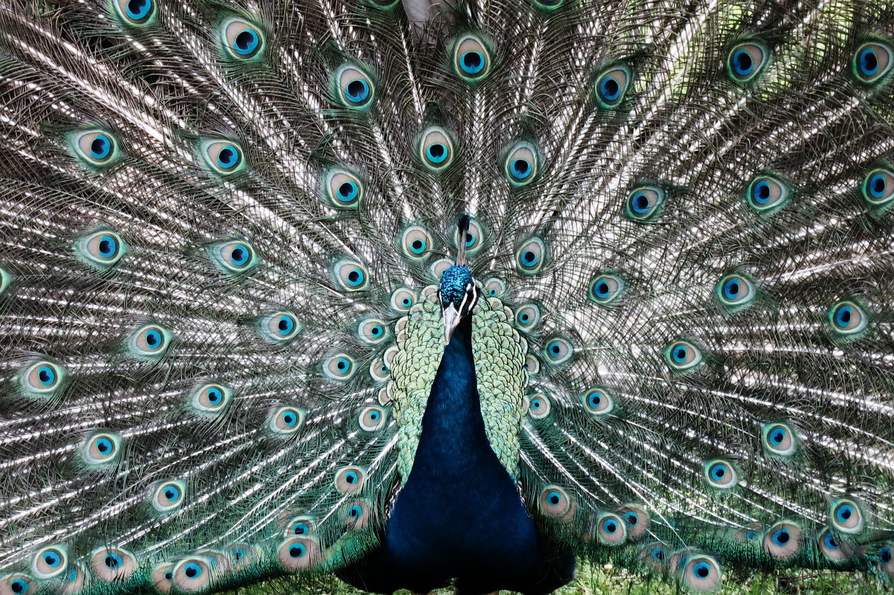 peacock animal before gel free photo