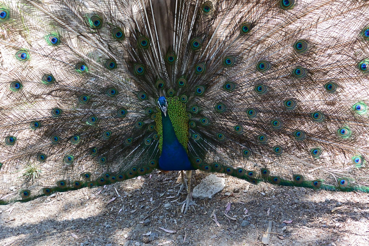 peacock bird fluffed up free photo