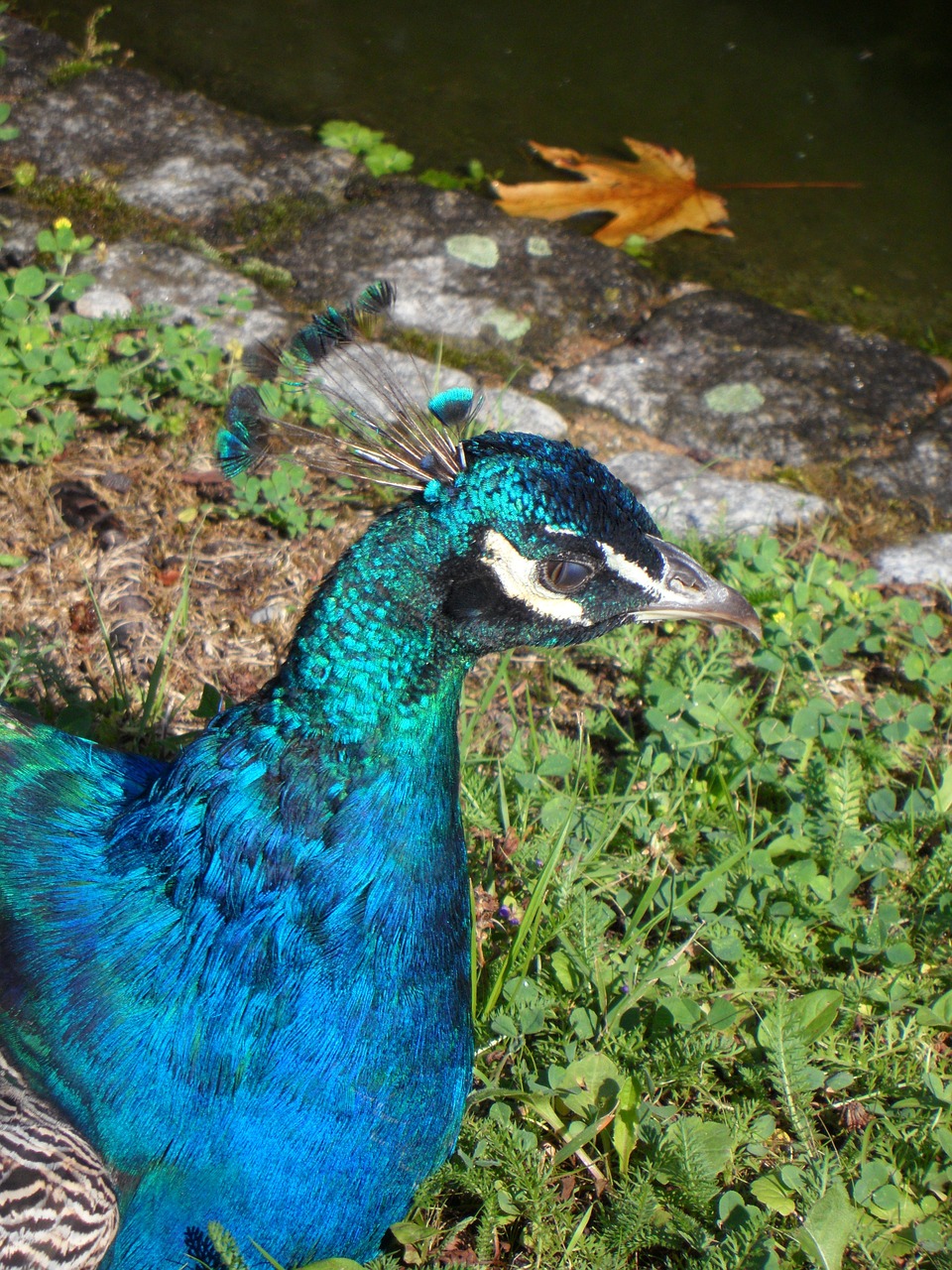 peacock bird plumage free photo