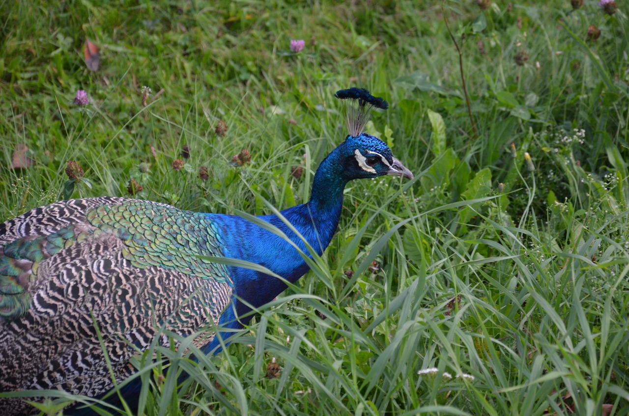 peacock bird zoo free photo