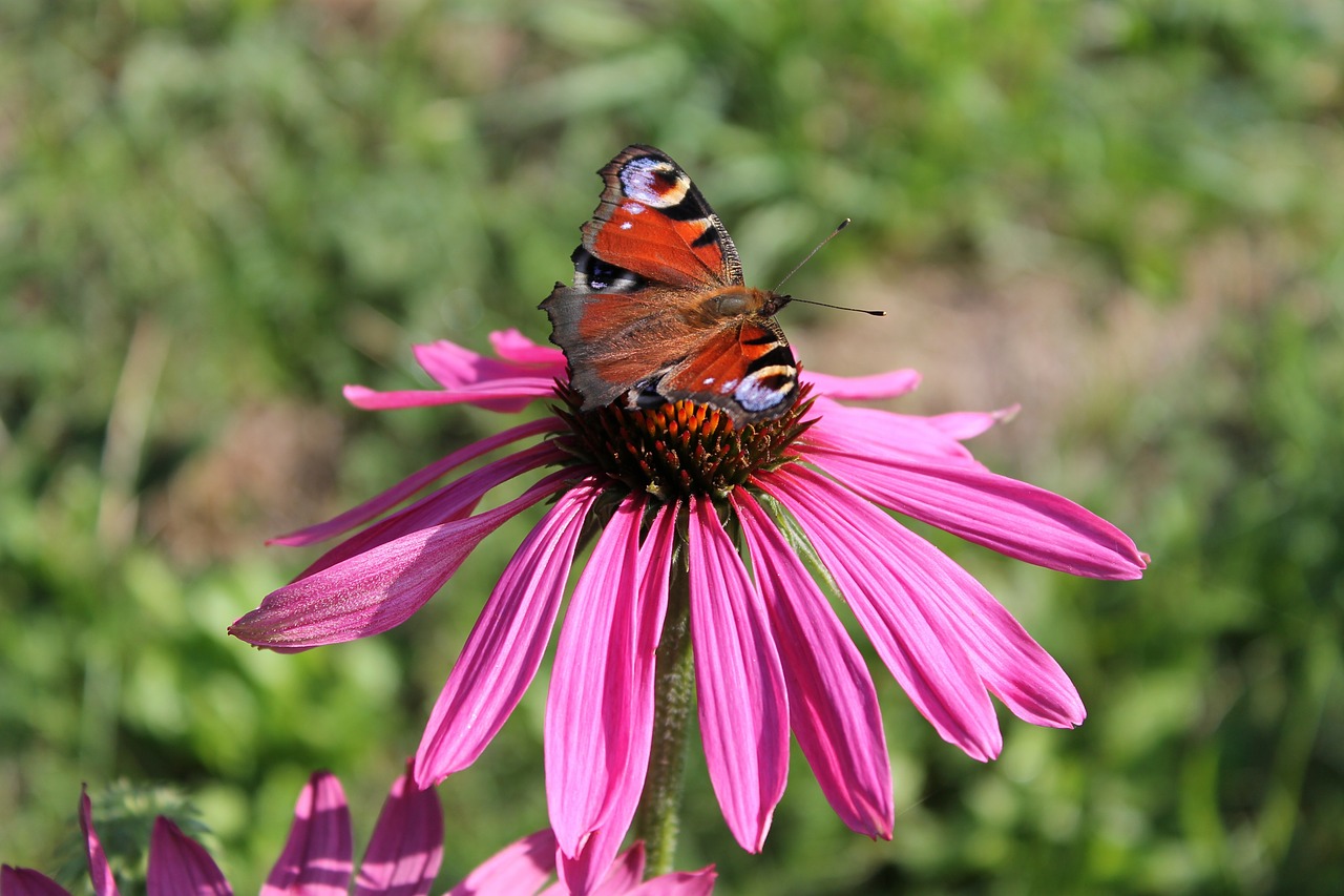 peacock butterfly flower free photo