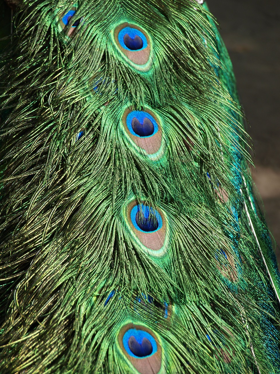 peacock pen bird free photo