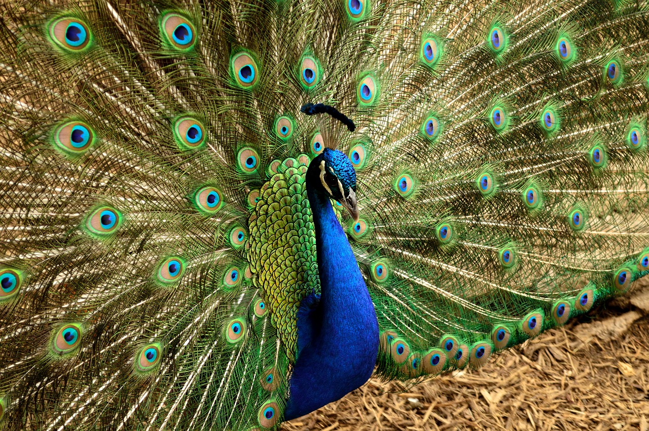 peacock animal bird free photo