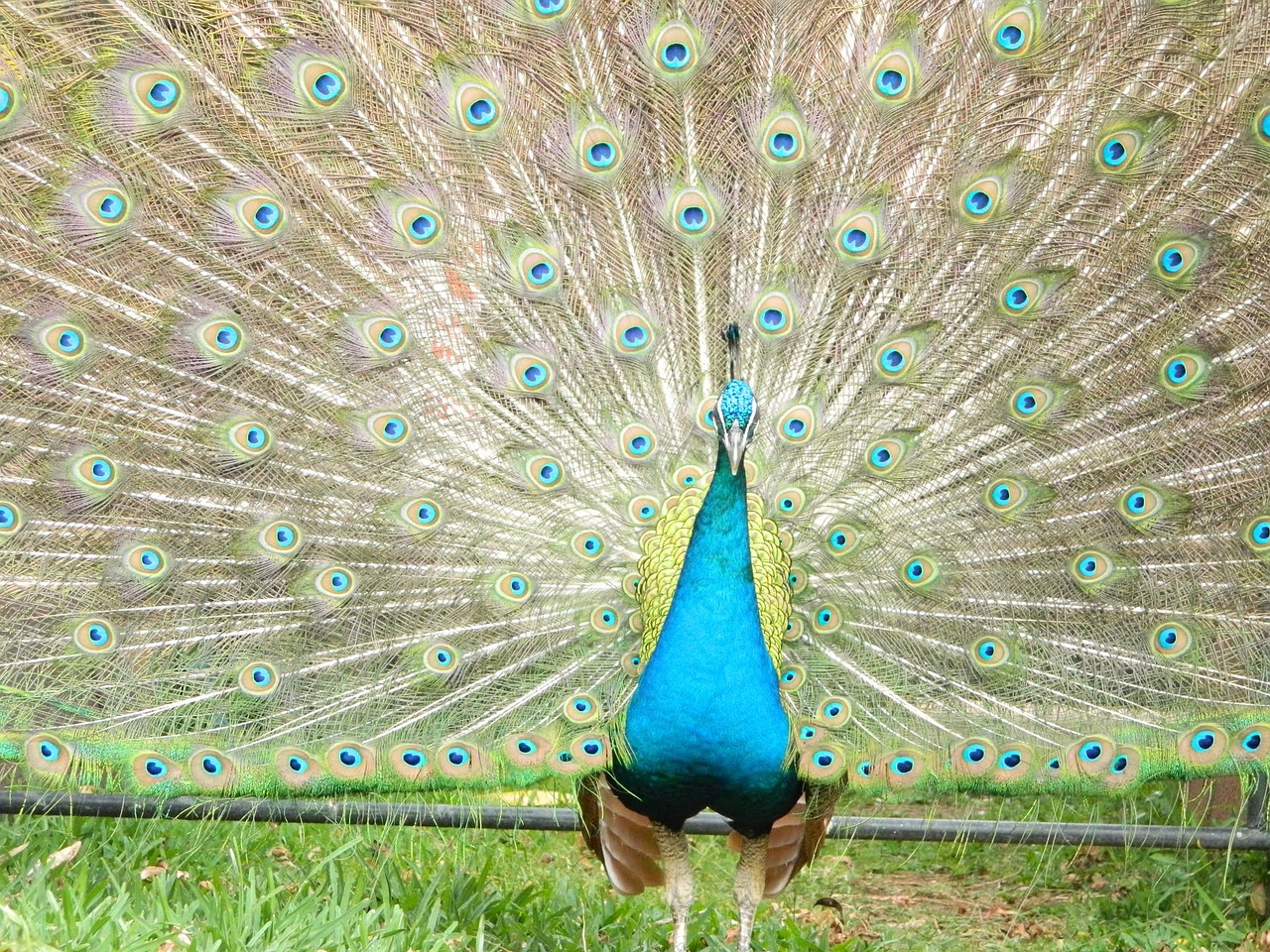 peacock ave zoo free photo