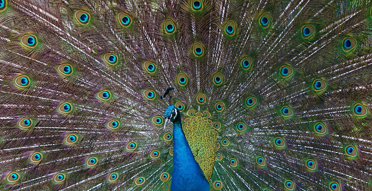 peacock feather beat rad free photo