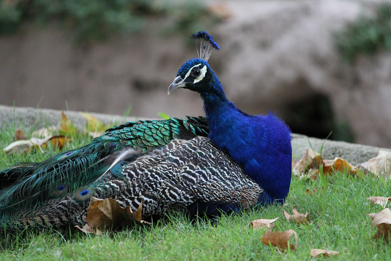 Peacock,animal,feather,bird,beautiful - free image from needpix.com