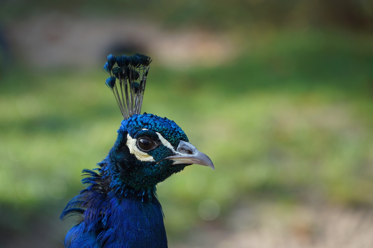 peacock males animal free photo