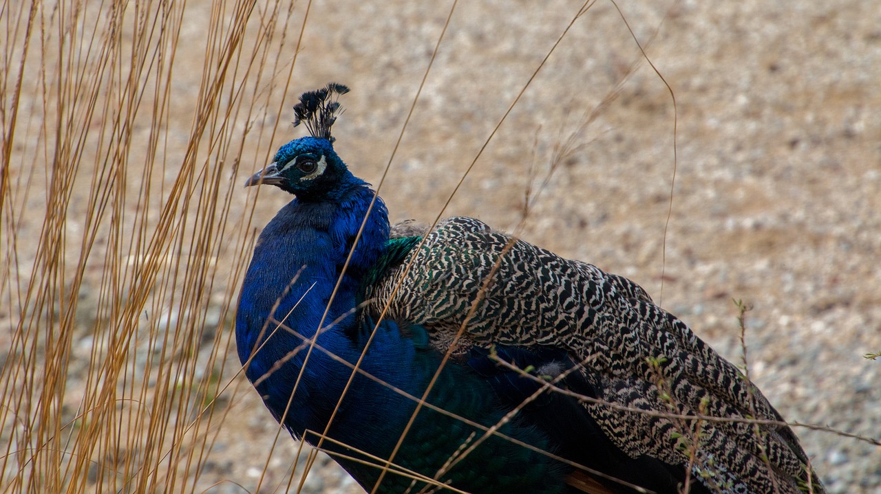 peacock males bird free photo