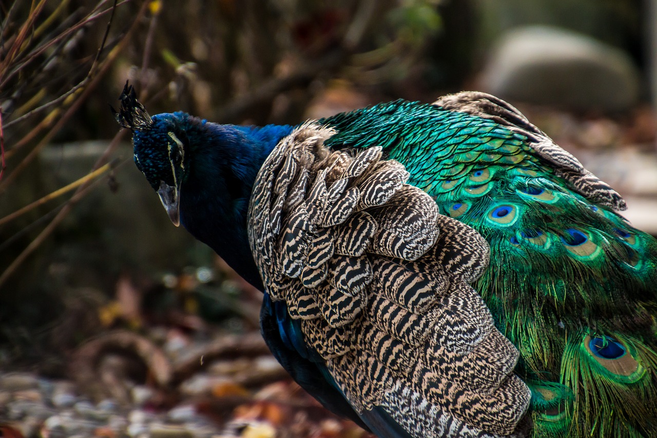 peacock bird colorful free photo