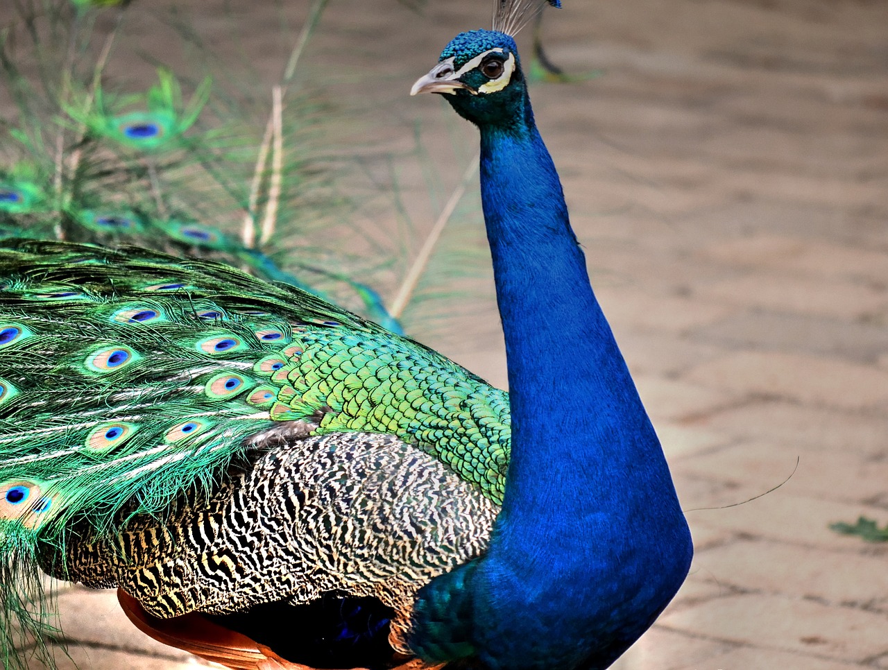 peacock colourful bird free photo