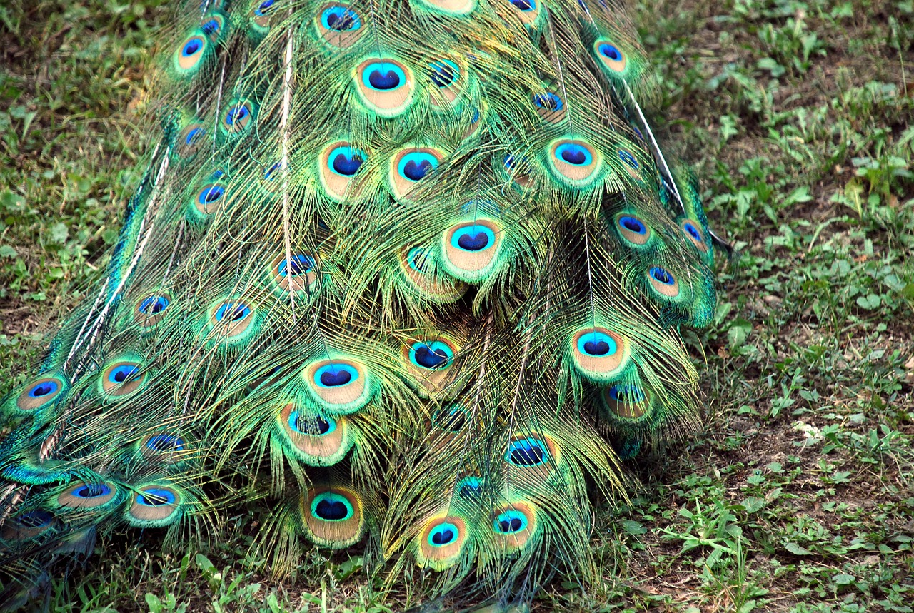 peacock tail color free photo