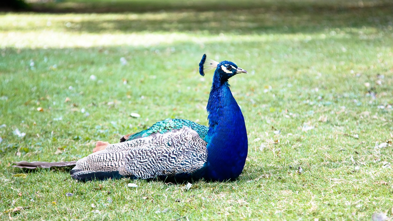 peacock bird nature free photo