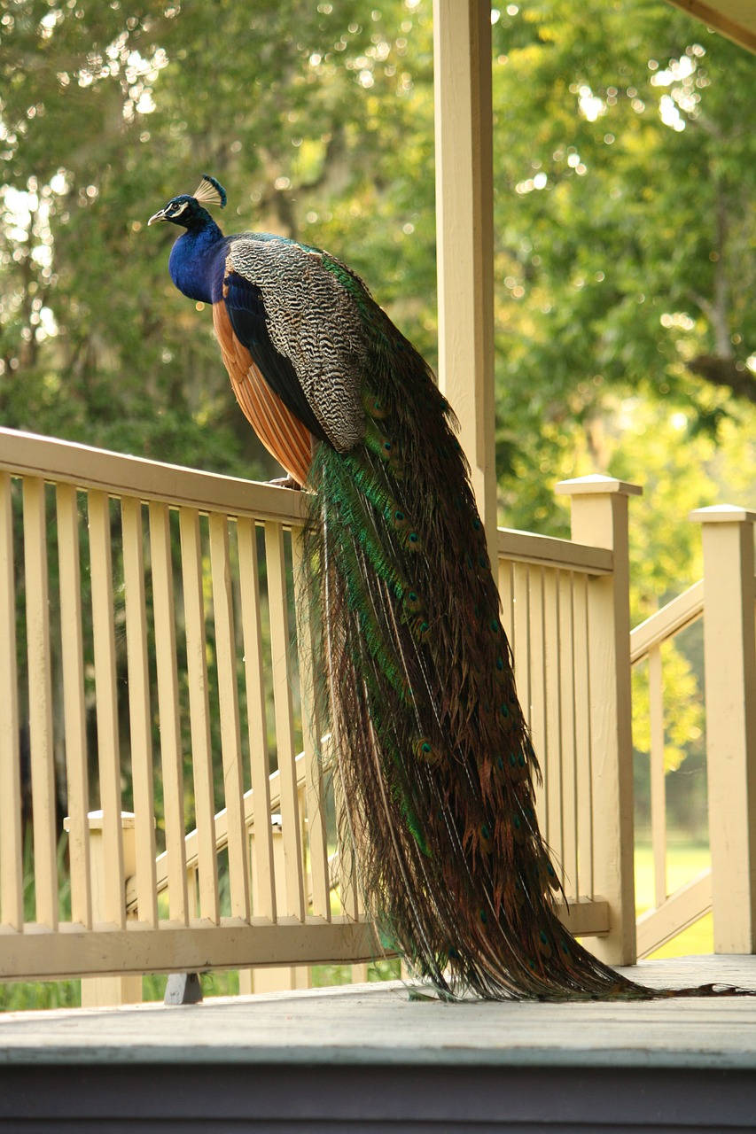 peacock porch birds free photo