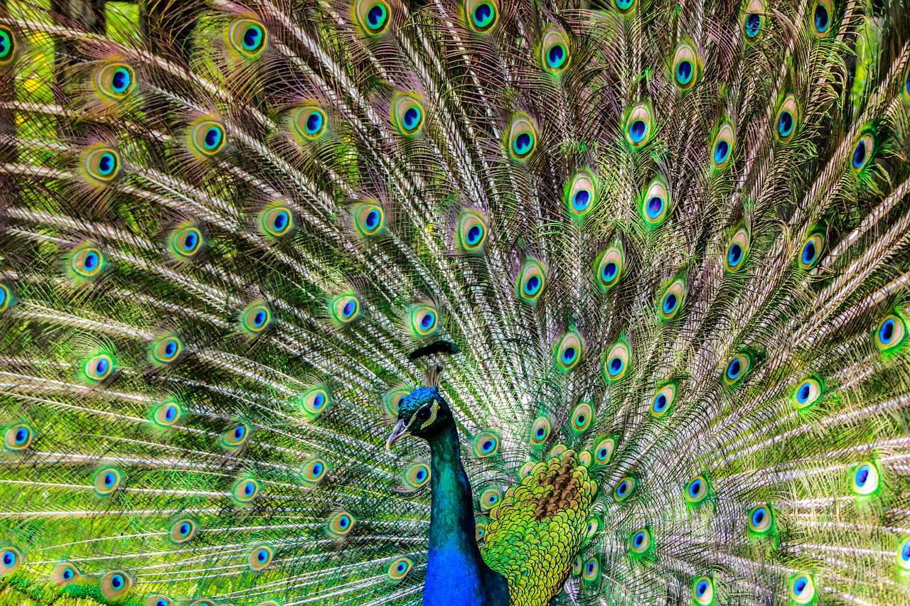 peacock pen alluring yet free photo