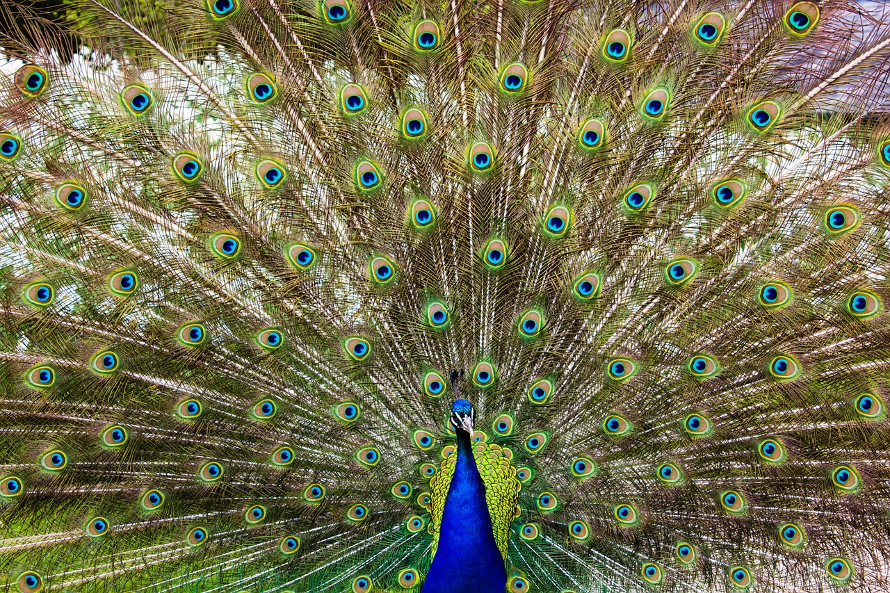 peacock bird wildlife free photo