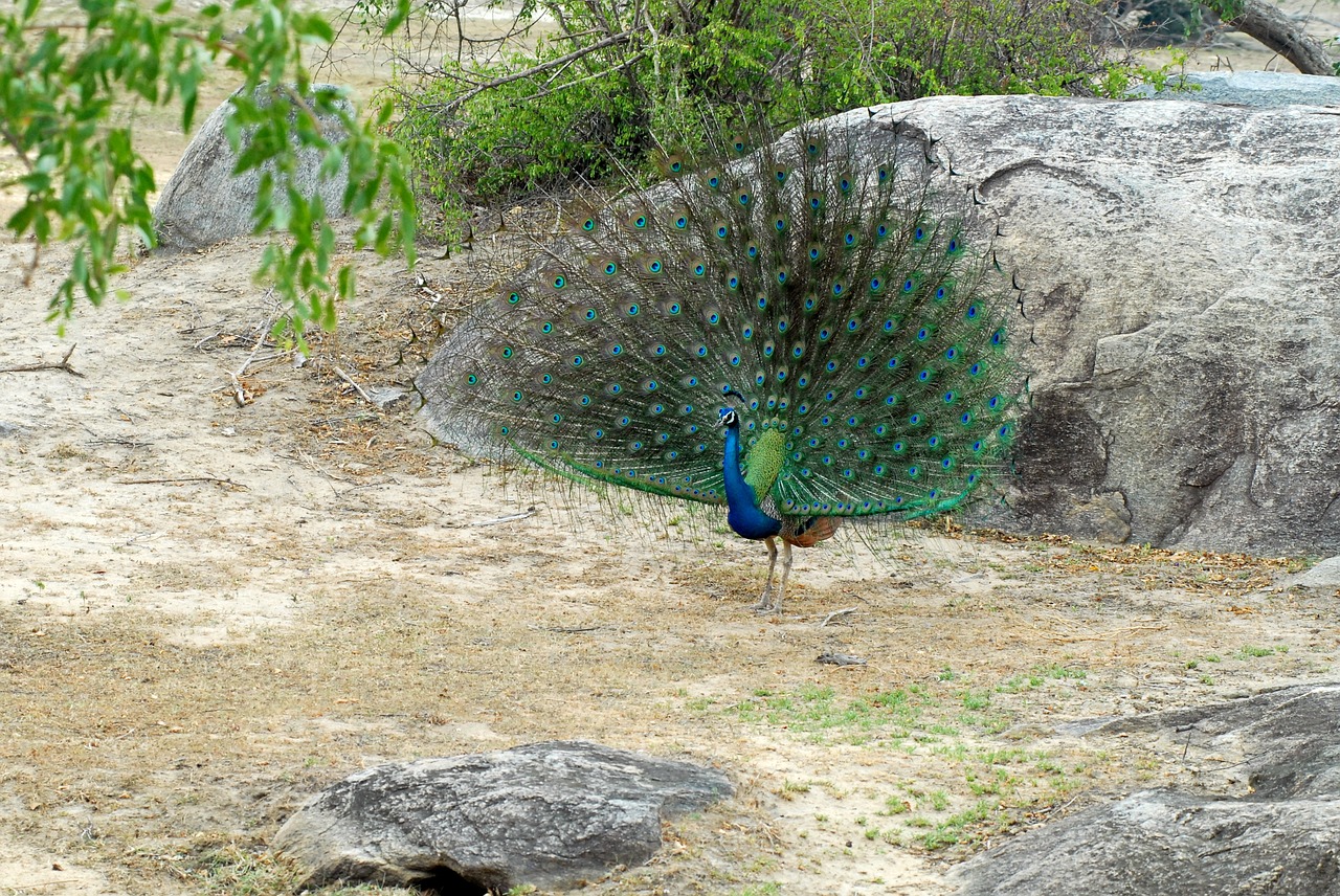peacock safari travel free photo