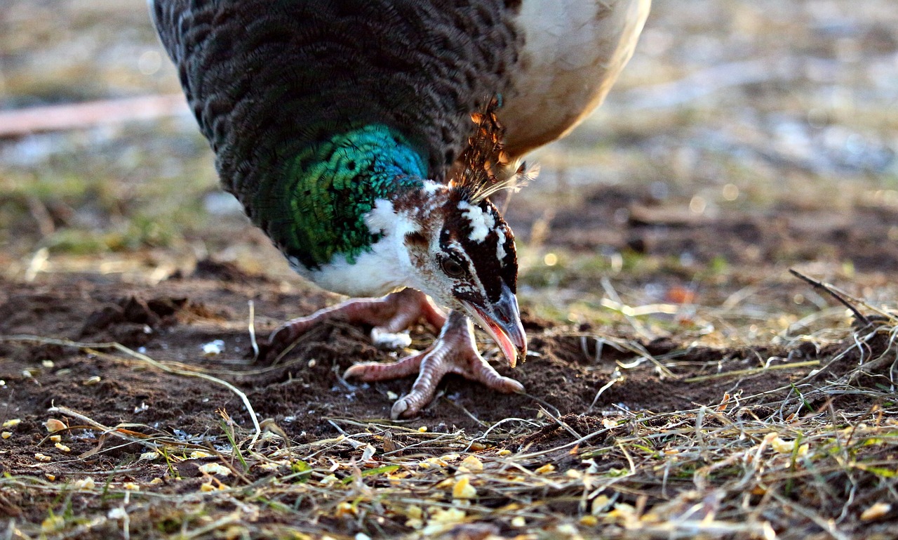 peacock bird animal free photo