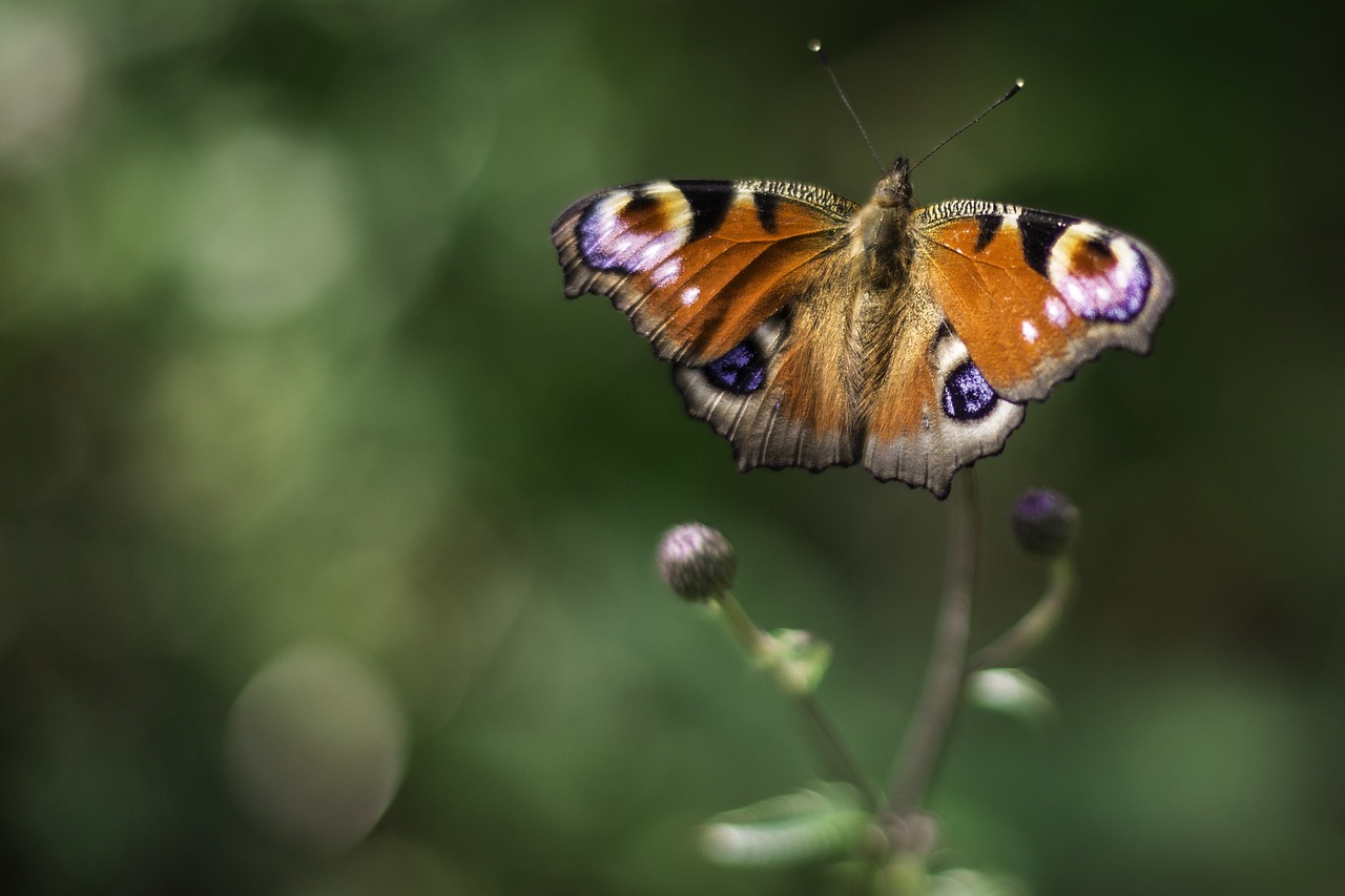 peacock butterfly insect free photo