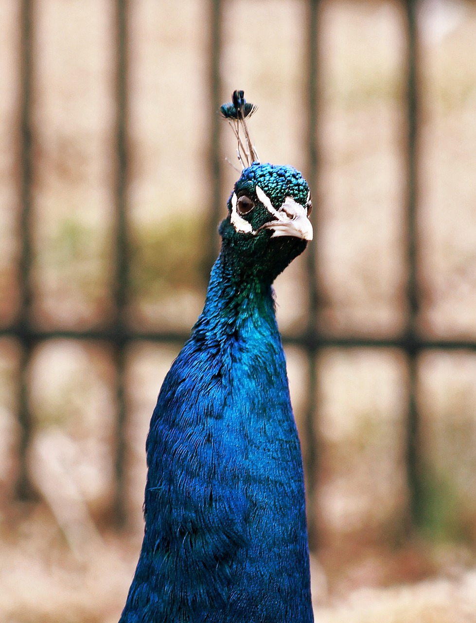 peacock peahen bird free photo