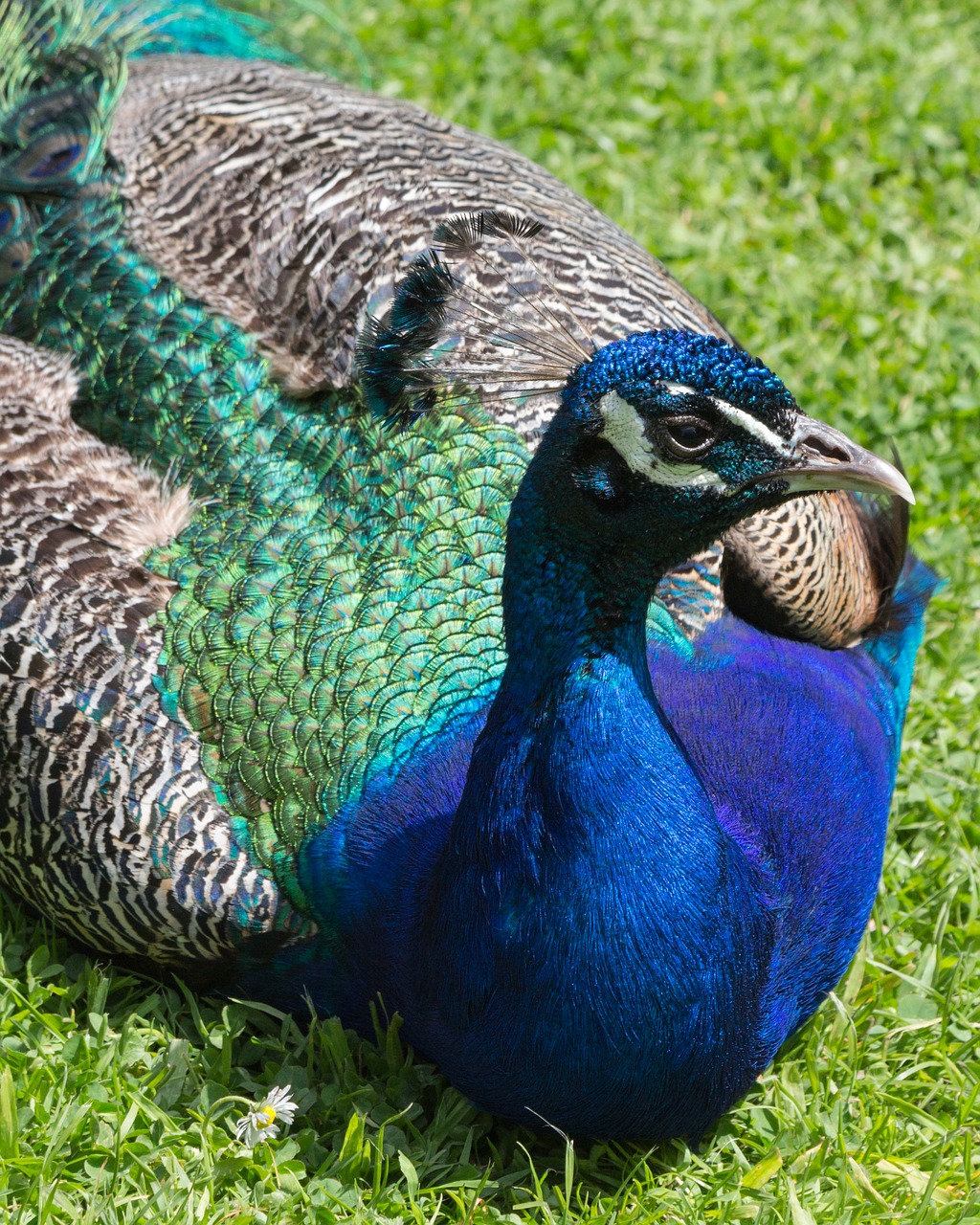 peacock bird color free photo