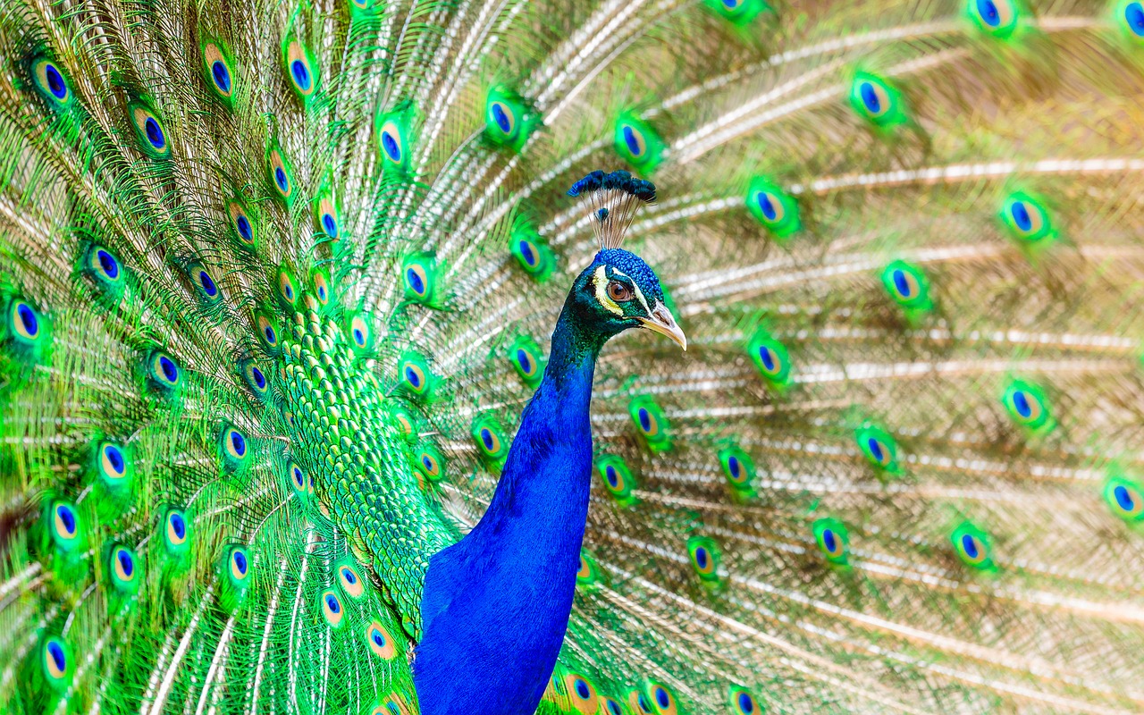 peacock bird plumage free photo