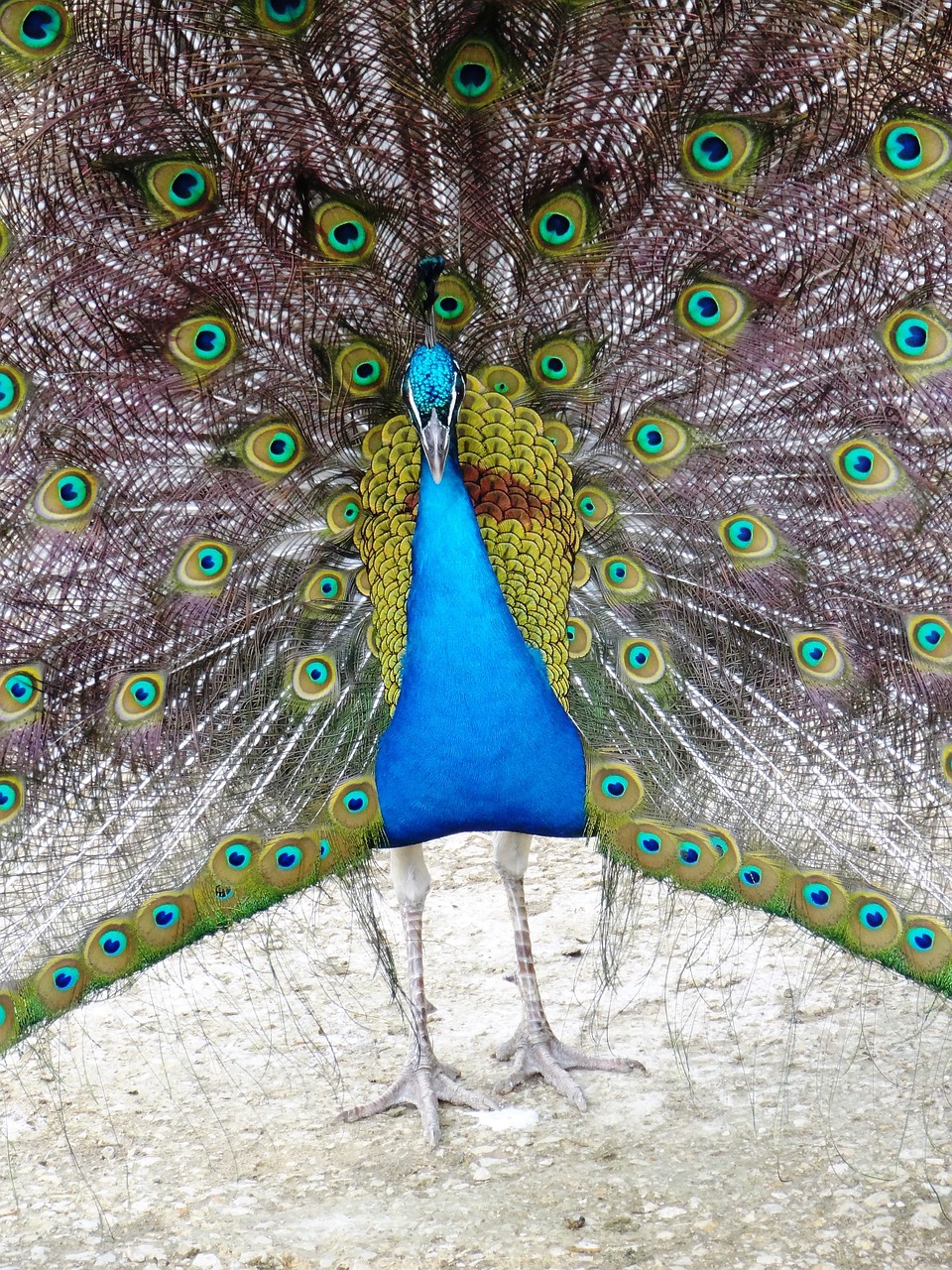 peacock bird feather free photo