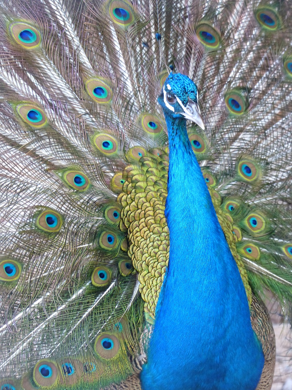 peacock wheel bird free photo