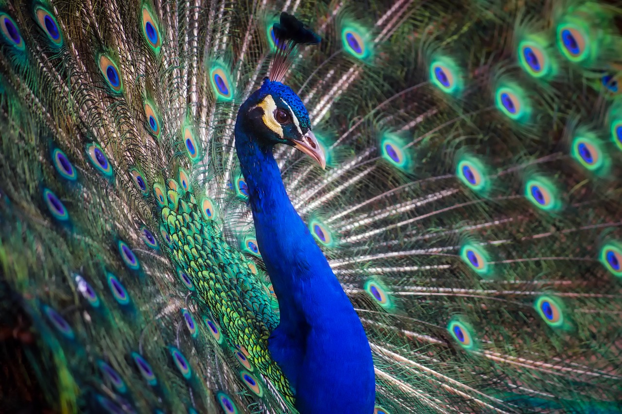 peacock bird colors free photo