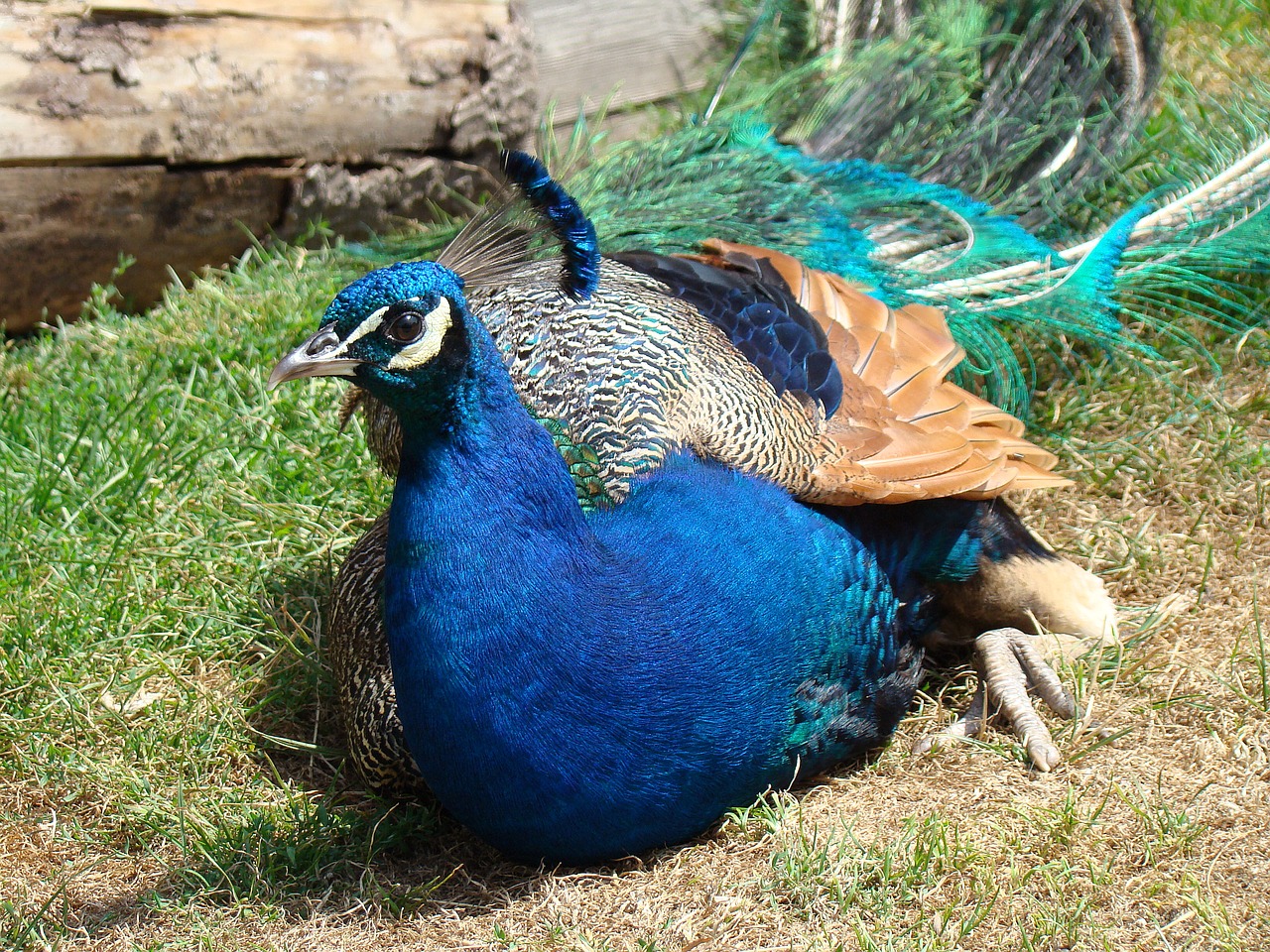 peacock zoo poing free photo