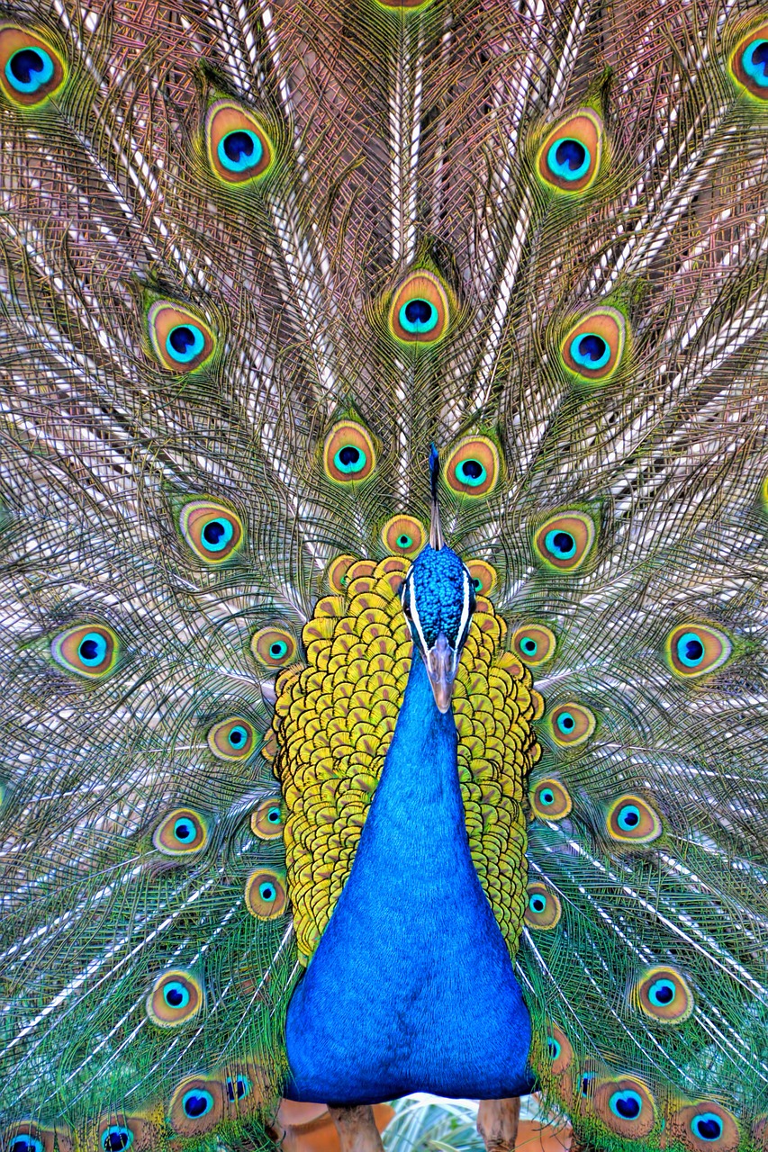 peacock peacock feathers birds free photo