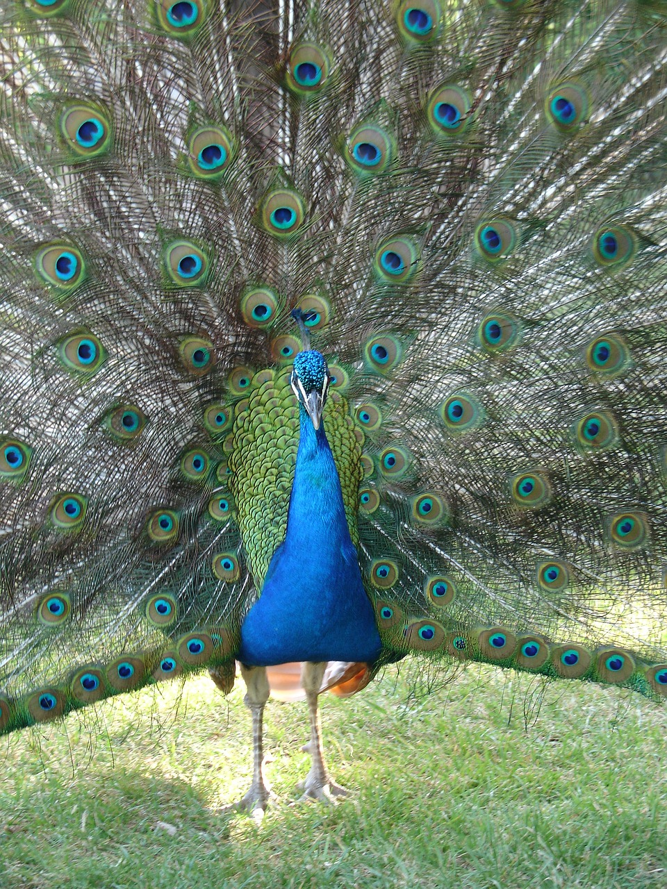 peacock color fantasy free photo