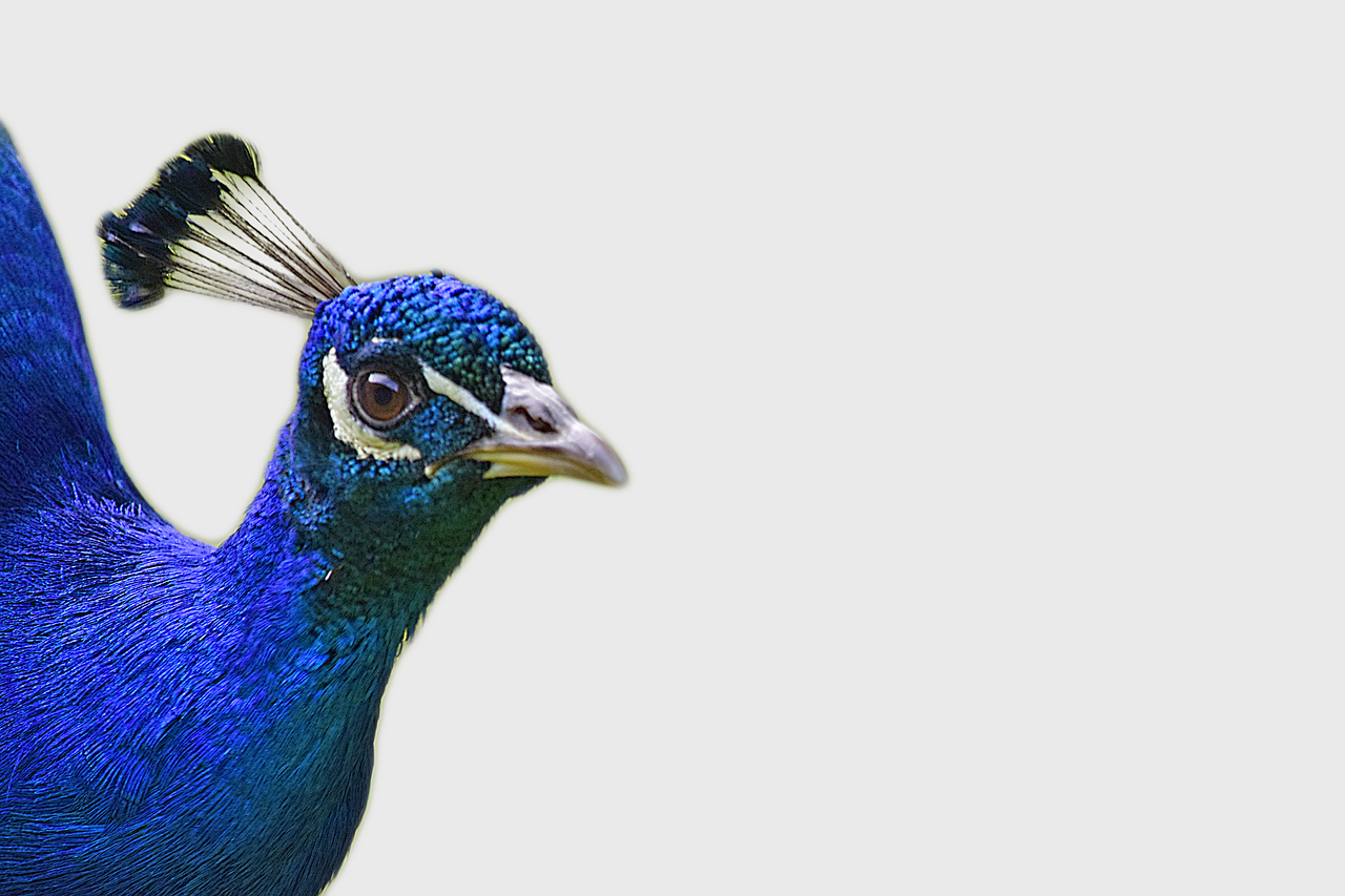 peacock peacock feathers feathers free photo