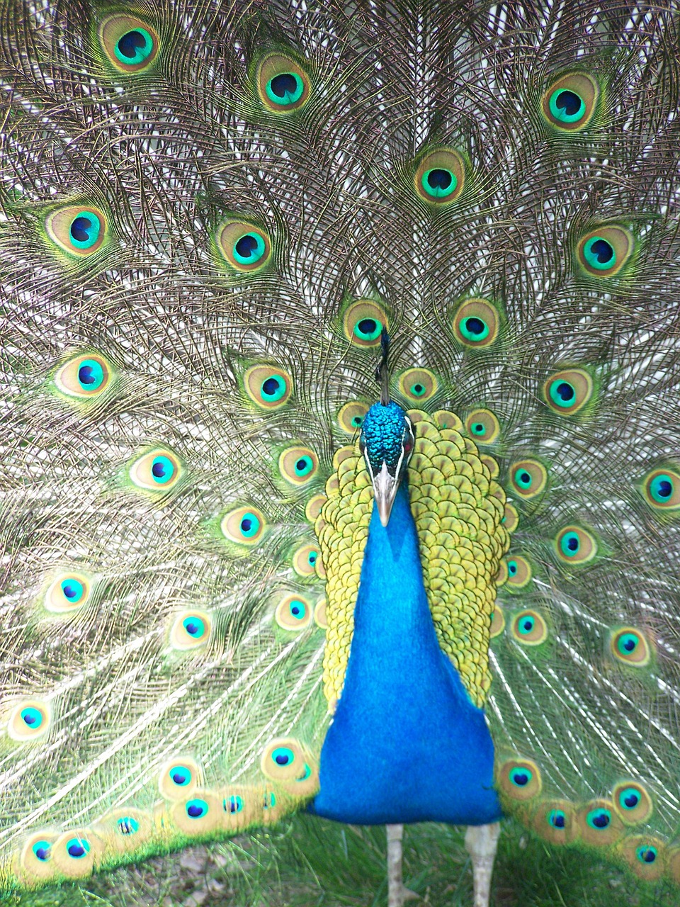 peacock close free pictures free photo