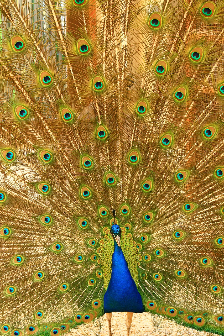 peacock radschlagen radschlagender peacock free photo