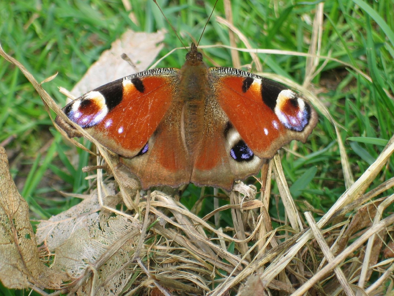 peacock butterfly animal free photo