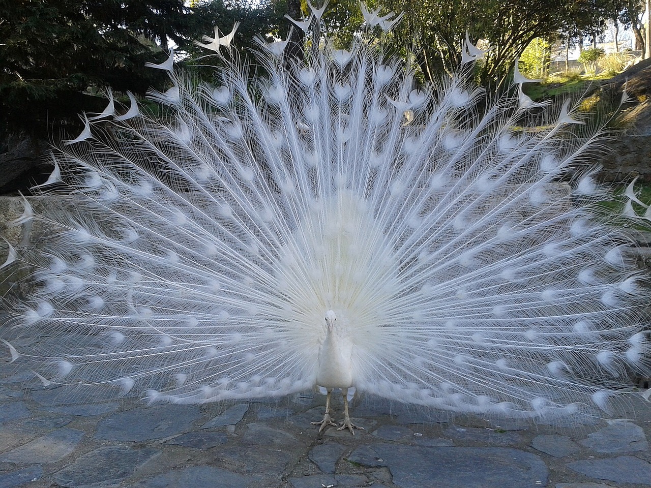 peacock white courtship free photo