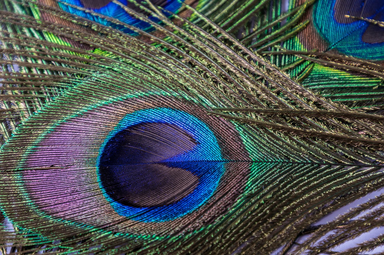 peacock feather eye free photo