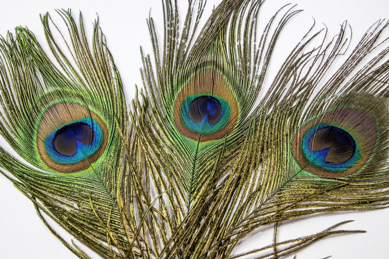 peacock feather eye free photo