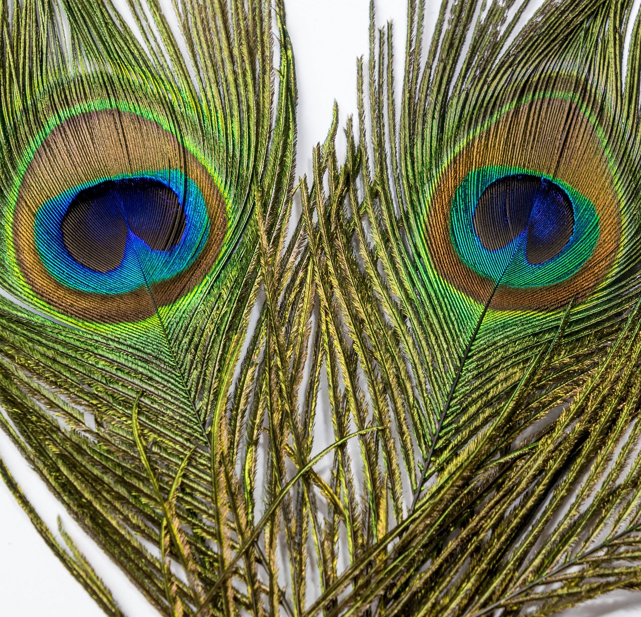 peacock feather eye free photo