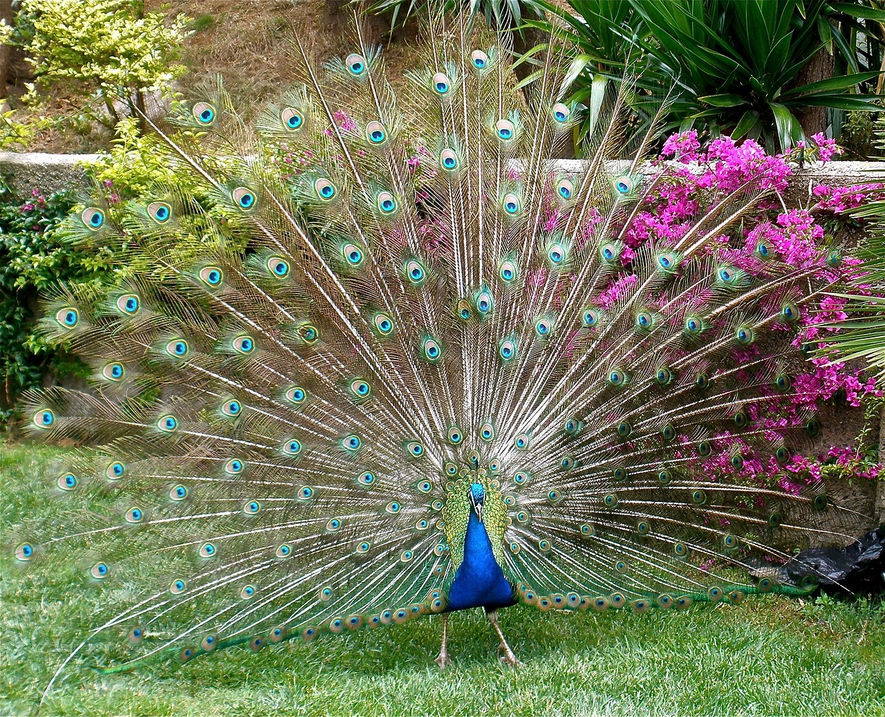 peacock plumage bird free photo