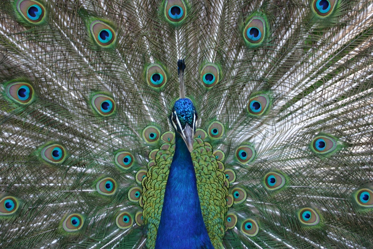 peacock blue beat rad animal free photo
