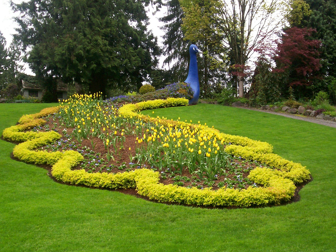 peacock garden outdoor free photo