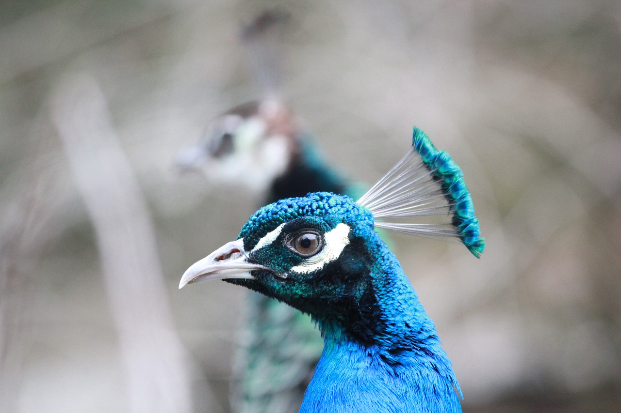 peacock bird animal free photo